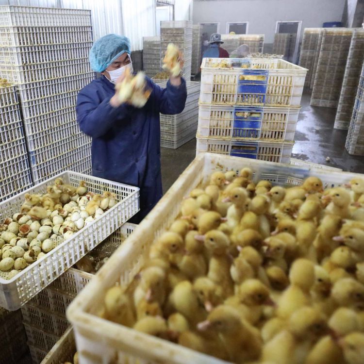 溫氏集團(tuán)案例